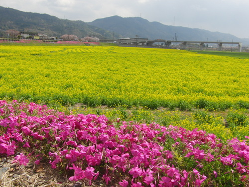 2011.4.19.保津観光菜の花園　横.JPG