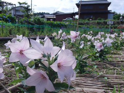 ききょうの里開園式典 003.jpgのサムネール画像