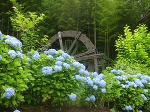 CIMG8664.JPG