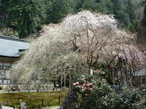 常照皇寺.jpg