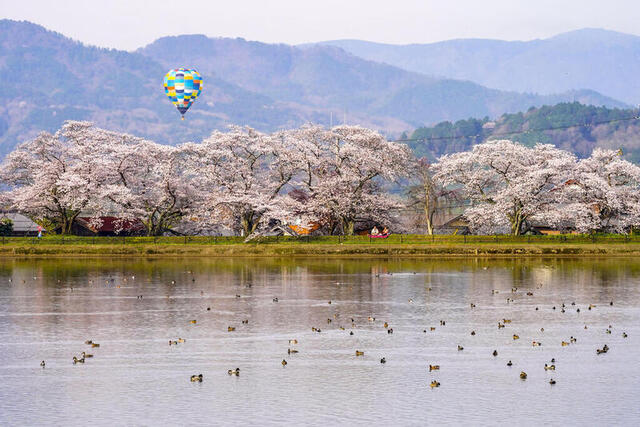 p2404_入選・(公社)京都府観光連盟会長賞「春うらら」(低解像度).jpgのサムネイル画像のサムネイル画像
