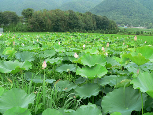 hashiranosawa.jpg