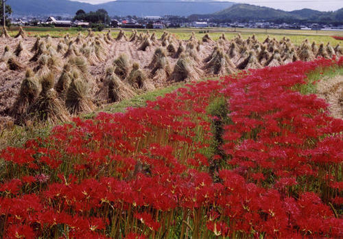 higanbanaanaoji.jpg
