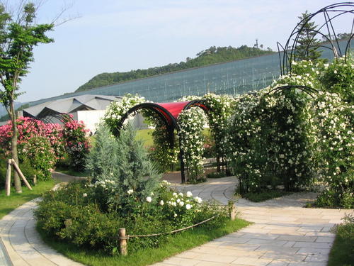 rosegareriakameoka.jpg