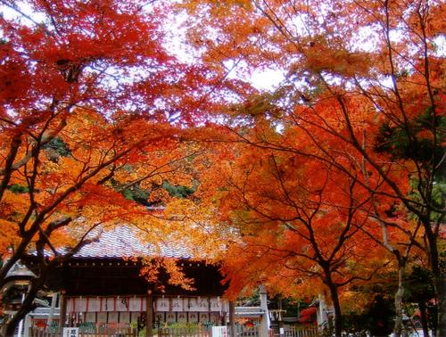 鍬山神社紅葉.JPG