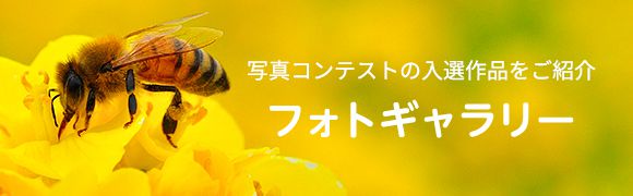 フォトギャラリー